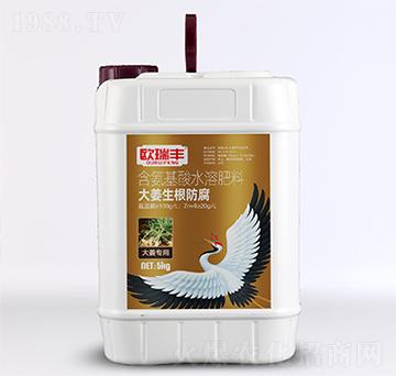 大姜生根防腐-含氨基酸水溶肥料-歐瑞豐