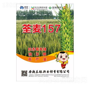小麥種子-荃麥157-荃銀興大