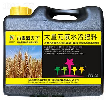 小麥滿天子-華能中礦