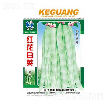 紅花白莢架豆-科光種苗