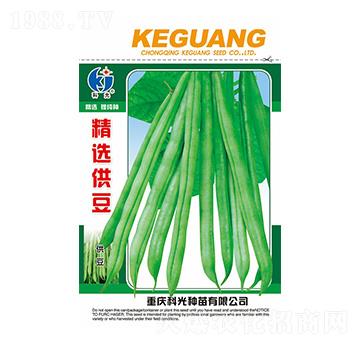 精選供豆-科光種苗