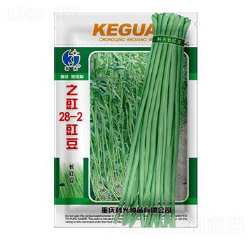 豇豆28-2-之豇-科光種苗