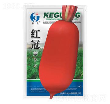 紅冠蘿卜-科光種苗