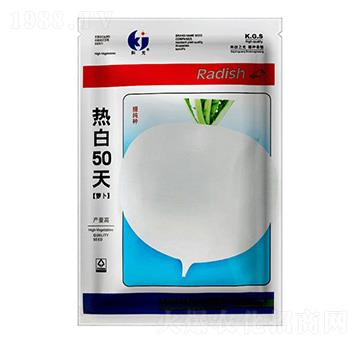 熱白50天蘿卜-科光種苗