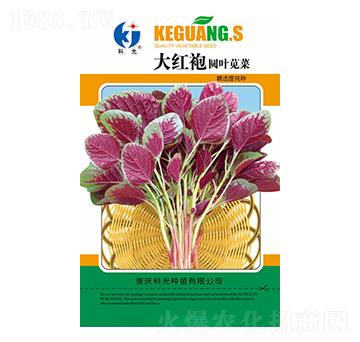 大紅袍圓葉莧菜-科光種苗