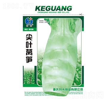 尖葉萵筍-科光種苗