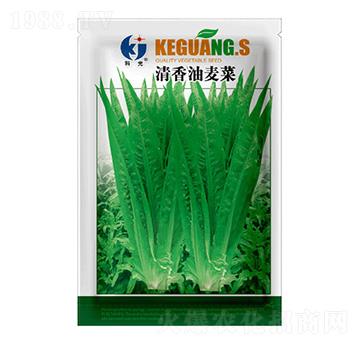 清香油麥菜-科光種苗