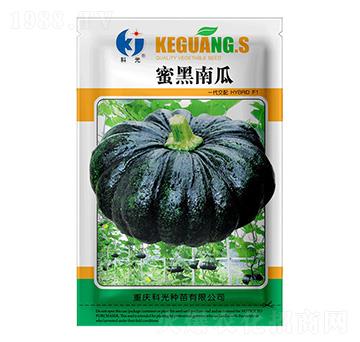 蜜黑南瓜-科光種苗