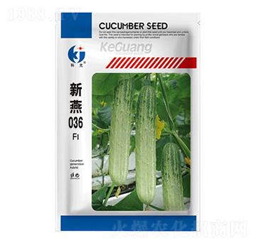 新燕036-科光種苗