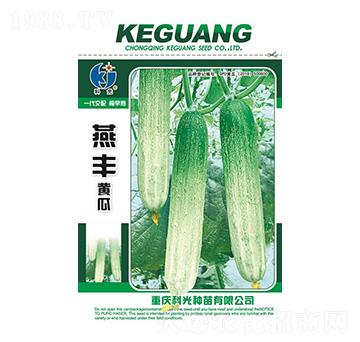 燕豐黃瓜-科光種苗