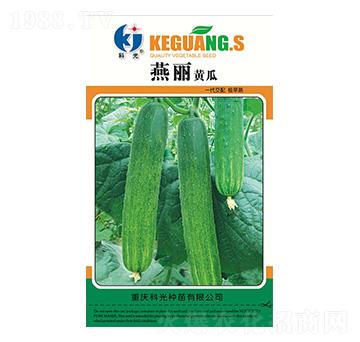 燕麗黃瓜-科光種苗
