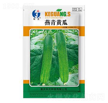 燕青黃瓜-科光種苗