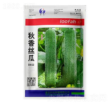 秋香絲瓜-科光種苗