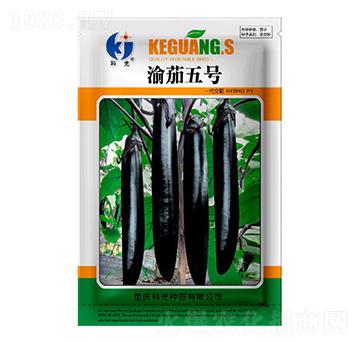 渝茄5號-科光種苗