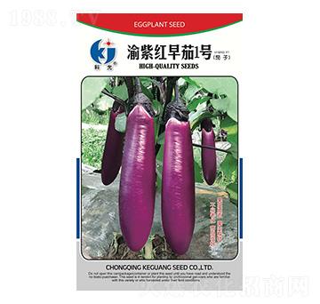渝紫紅早茄1號-科光種苗
