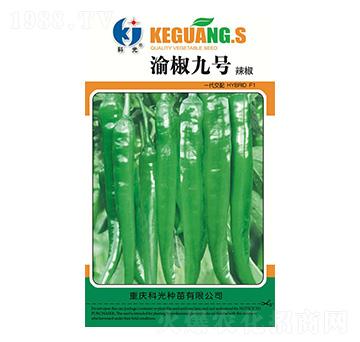 渝椒9號-科光種苗