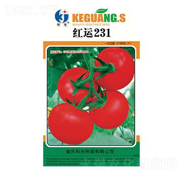 紅運231-科光種苗