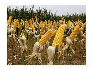 ��ꖹ�9̖-���S�N�I(y��)