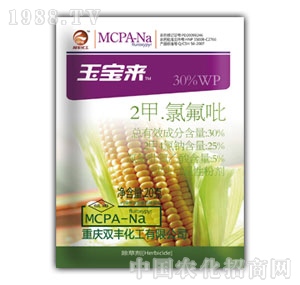 �p�S����-�񌚁�